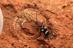 Chlorophorus deterrens