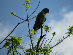 Amazona farinosa