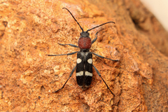 Chlorophorus deterrens