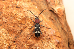 Chlorophorus deterrens