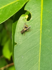Ropalidia socialistica
