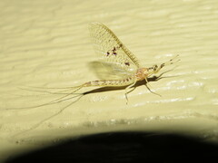 Ephemera varia