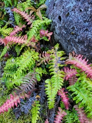 Cranfillia deltoides