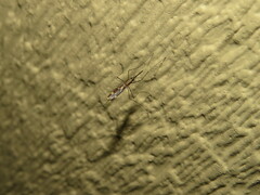 Anopheles punctipennis