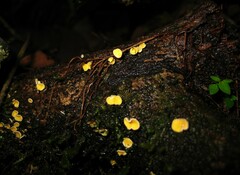 Lachnellula