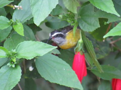Coereba flaveola