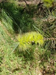 Melaleuca
