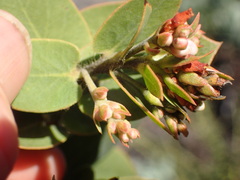 Arctostaphylos refugioensis