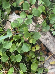 Viola cleistogamoides