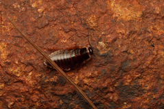 Blaberoidea