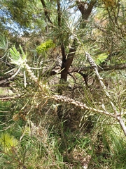 Melaleuca