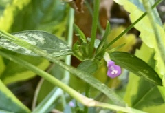 Dicliptera peduncularis