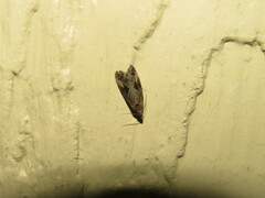 Endothenia nubilana
