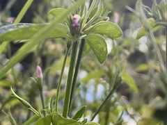 Dicliptera peduncularis