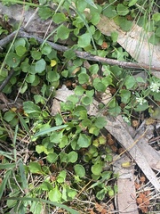 Viola cleistogamoides