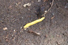 Ariolimax dolichophallus