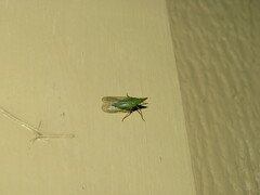 Rhynchomitra microrhina