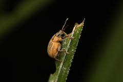 Sciobius