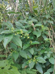 Chloranthaceae