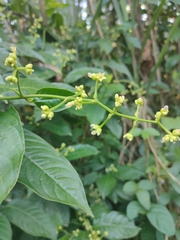 Chloranthaceae