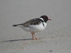 Thinornis cucullatus