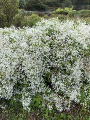 Clematis glycinoides