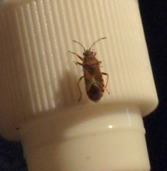 Arocatus melanocephalus