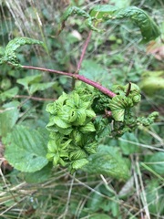 Phylloplecta tripunctata