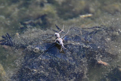 Neogerris hesione