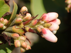 Arctostaphylos refugioensis