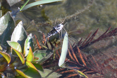 Neogerris hesione