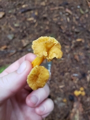 Craterellus tubaeformis