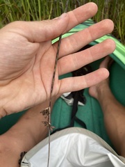 Schoenoplectus acutus