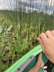 Schoenoplectus acutus