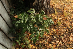 Berberis aquifolium