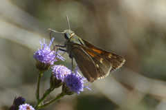 Polites themistocles