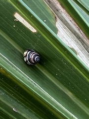 Drymaeus multilineatus