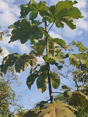 Cecropia obtusifolia