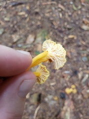 Craterellus tubaeformis