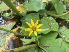 Bidens beckii
