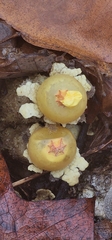 Calostoma lutescens