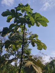 Cecropia obtusifolia