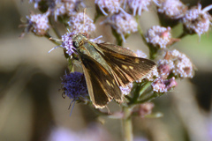 Polites themistocles