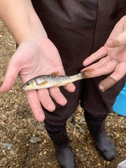 Campostoma oligolepis