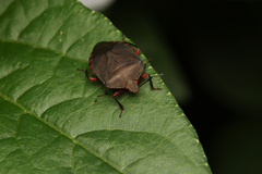 Caura rufiventris