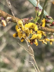 Daviesia leptophylla