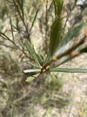 Daviesia leptophylla