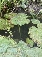 Nuphar variegata