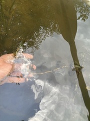 Potamogeton richardsonii