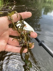 Potamogeton richardsonii